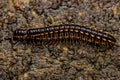 Small Long flange Millipede Royalty Free Stock Photo