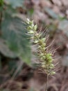 Small and long fruit spike .