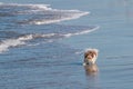 Small Long-Haired Dog Holding Ball on Dog Beach in San Diego