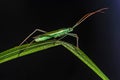 A small, long-legged green insect sits on the fold of a green stalk of grass