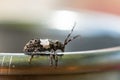 A small longhorn beetle resting on the edge of a glass