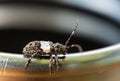 A small longhorn beetle resting on the edge of a glass