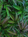 Small longitudinal leaves with overflow and water droplets