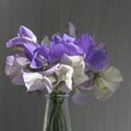 A small, loose arrangement of mixed sweet peas in shades of white and purple against a grey wooden background