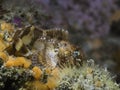 A small Looseskin Blenny (Chalaroderma capito) fish Royalty Free Stock Photo