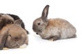 Small lop-eared rabbits Royalty Free Stock Photo
