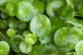 Small lotus leaves with water drops on it, fresh and relax in th Royalty Free Stock Photo