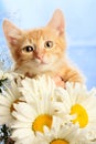 Small lovable kitten with camomiles