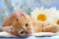 Small lovable kitten with camomiles Royalty Free Stock Photo