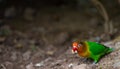 A small lovebird foraging on ground Royalty Free Stock Photo