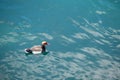 Small lovely duck swimming in river with emerald water for background