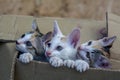 Small lovely kitty cats in paper box Royalty Free Stock Photo