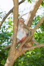 Small lovely Monkey (Long-Tailed Macaque) is acting