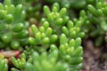 Small and lovely succulent plants of various varieties Royalty Free Stock Photo