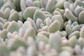 Small and lovely succulent plants of various varieties Royalty Free Stock Photo