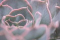 Small and lovely succulent plants of various varieties Royalty Free Stock Photo