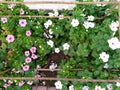 Small lovely flowers with small leaves.