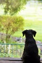 Small loyal puppy dog sits waiting at door patiently for owner Royalty Free Stock Photo