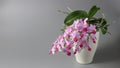 Small lush blooming  pink red orchid phalaenopsis in white pot on grey background Royalty Free Stock Photo