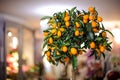 Small lushy lemon tree with yellow lemons in the pot Royalty Free Stock Photo