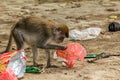 A small macaque gibbon picks through the rubbish and plastic bags on the beach at Bako, National Park, Borneo