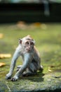 A small macaque monkey sits on the mossy steps of the temple. Copy space. Monkey forest, Bali, Indonesia