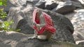 Small macaque monkey sits on a rock tangled up in a red cloth resembling underwear