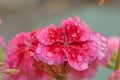 Small macro flower with rain drops