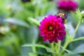 Small macro flowers asters grow