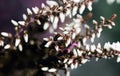 Small macro spray Orosne flowers or berries, buds of Polygala in summer meadow.