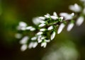 Small macro spray Orosne flowers or berries, buds of Polygala in summer meadow.