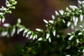 Small macro spray Orosne flowers or berries, buds of Polygala in summer meadow.