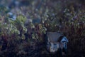 Small magic fairy house in moss in the forest. Moonlight at night time. Fabulous magic glade in the fairy tale forest. Toned photo Royalty Free Stock Photo