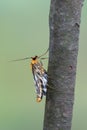 Small magpie - Anania hortulata Royalty Free Stock Photo