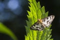 Small magpie Anania hortulata Royalty Free Stock Photo