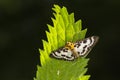 Small magpie Anania hortulata