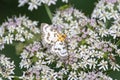 A small magpie moth, Anania hortulata Royalty Free Stock Photo