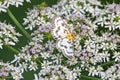 A small magpie moth, Anania hortulata Royalty Free Stock Photo