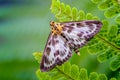 Small Magpie Moth, Anania hortulata Resting amongst a sea of Green Fern Leaves_2