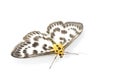 Small magpie moth Royalty Free Stock Photo