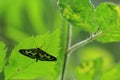 Small magpie moth Royalty Free Stock Photo