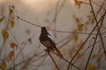 Small magpie is perched atop a leafy tree branch Royalty Free Stock Photo