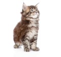Small maine coon cat looking away. isolated on white background Royalty Free Stock Photo