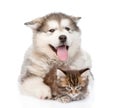 Small maine coon cat lying with alaskan malamute dog. isolated