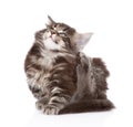Small maine coon cat scratching isolated on white background Royalty Free Stock Photo