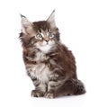 Small maine coon cat sitting in front. isolated on white background Royalty Free Stock Photo