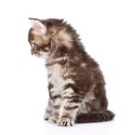 Small maine coon cat sitting in front. on white Royalty Free Stock Photo