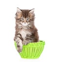 Small maine coon cat sitting in green basket. isolated on white Royalty Free Stock Photo