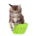 Small maine coon cat sitting in green basket. isolated on white Royalty Free Stock Photo