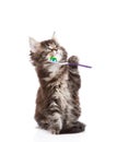 Small maine coon cat with toothbrush, . isolated on white Royalty Free Stock Photo